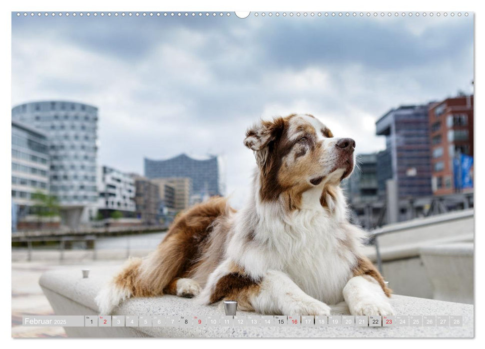 Australian Shepherd 2025 (CALVENDO Premium Wandkalender 2025)