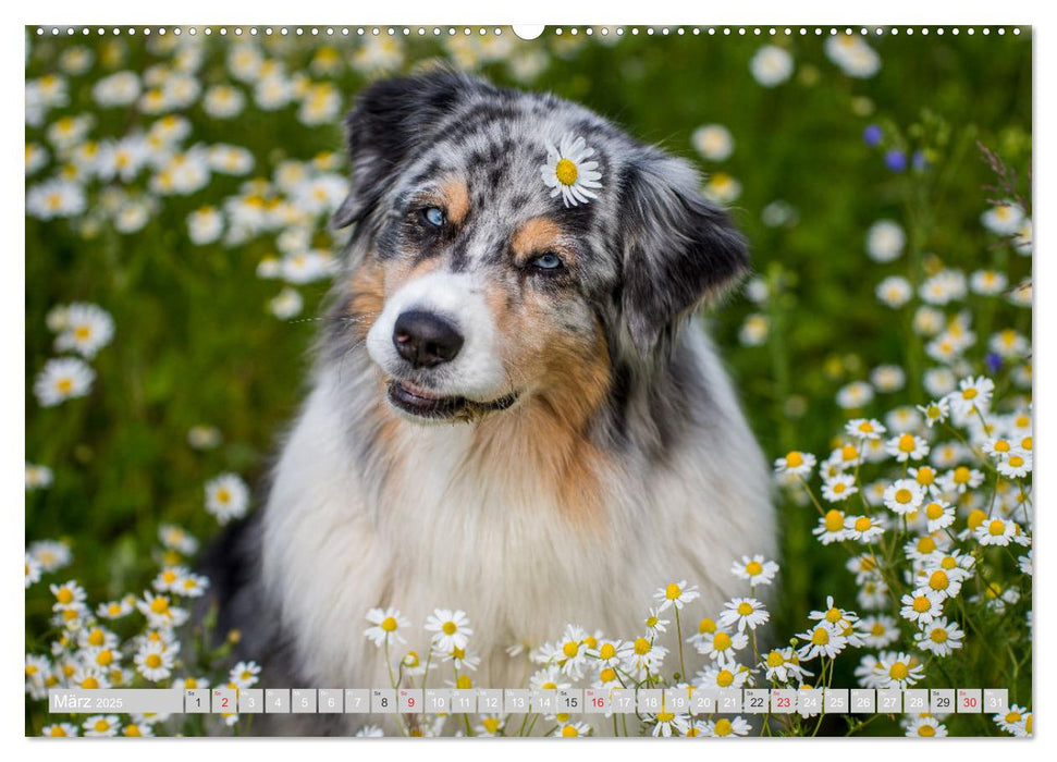 Australian Shepherd 2025 (CALVENDO Premium Wandkalender 2025)