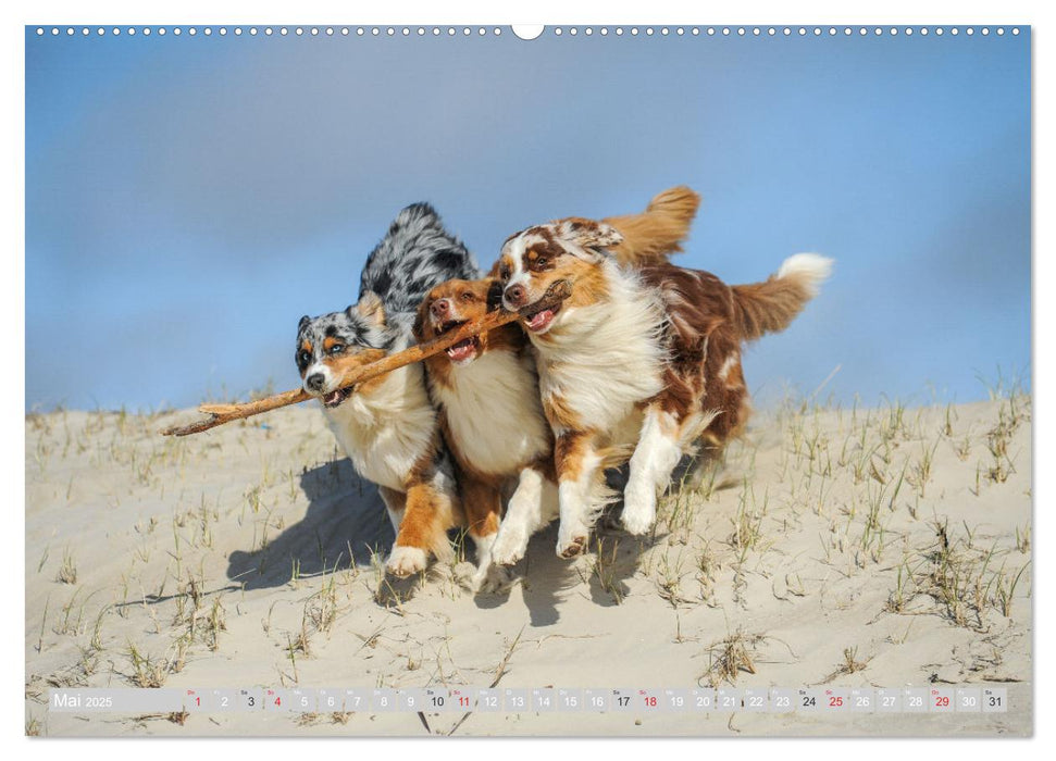 Australian Shepherd 2025 (CALVENDO Premium Wandkalender 2025)