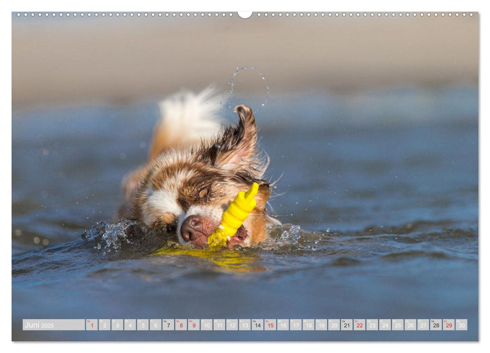 Australian Shepherd 2025 (CALVENDO Premium Wandkalender 2025)