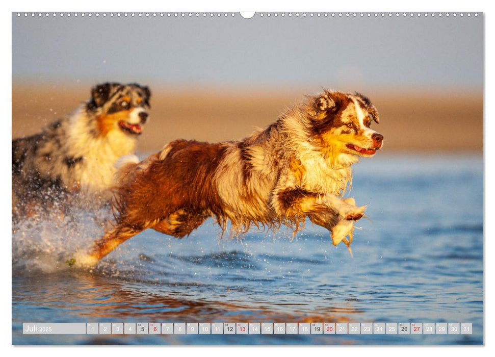 Australian Shepherd 2025 (CALVENDO Premium Wandkalender 2025)