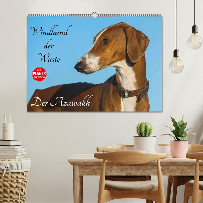 Windhund der Wüste - Der Azawakh (CALVENDO Wandkalender 2025)