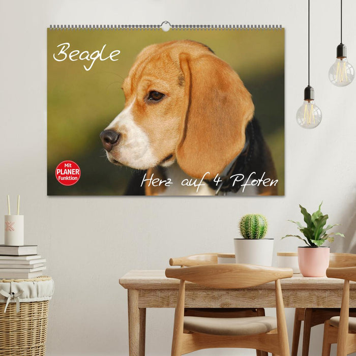 Beagle - Herz auf 4 Pfoten (CALVENDO Wandkalender 2025)