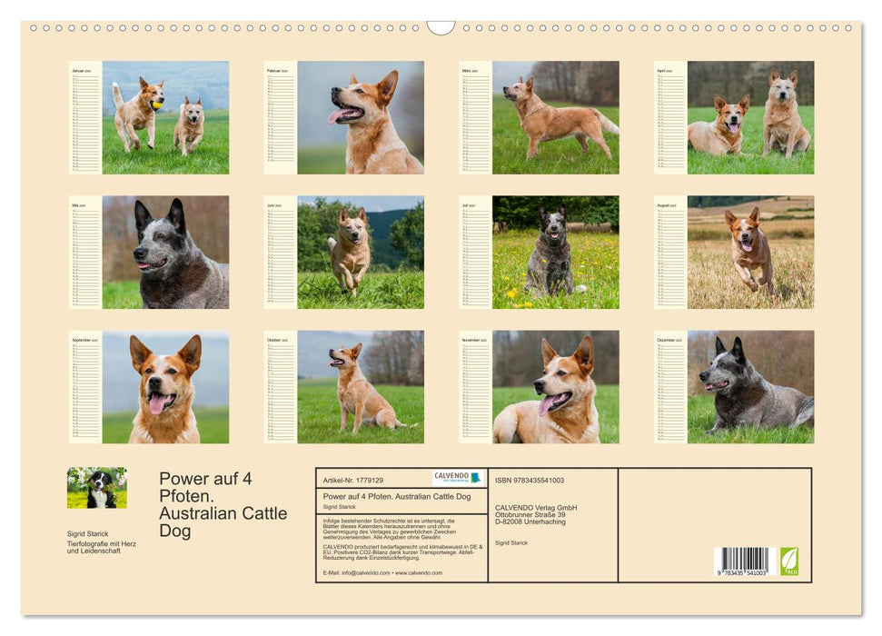 Power auf 4 Pfoten. Australian Cattle Dog (CALVENDO Wandkalender 2025)