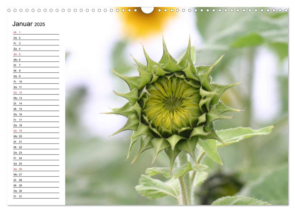 Sonnenblumen Impressionen (CALVENDO Wandkalender 2025)