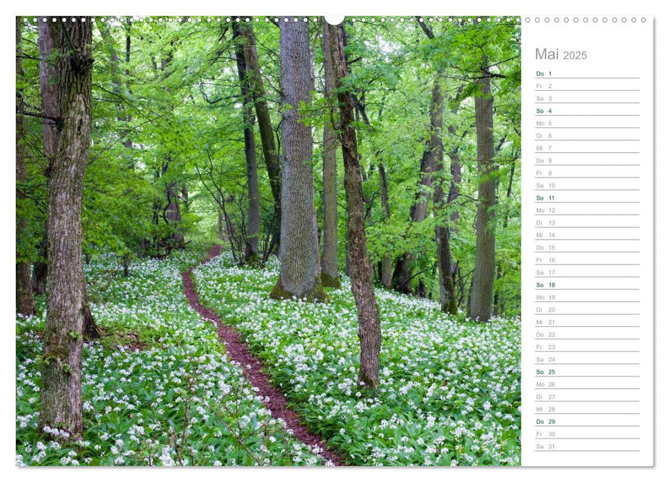 Im Deutschen Wald 2025 - ein Notizkalender (CALVENDO Wandkalender 2025)