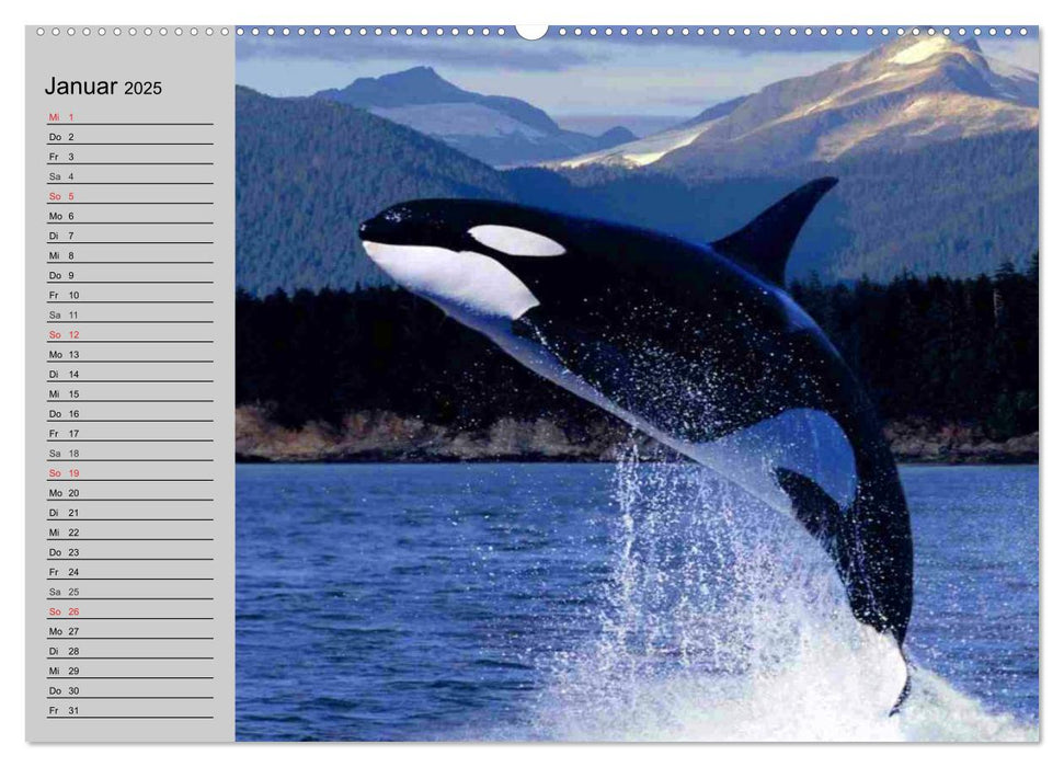 Delfine und Wale (CALVENDO Premium Wandkalender 2025)