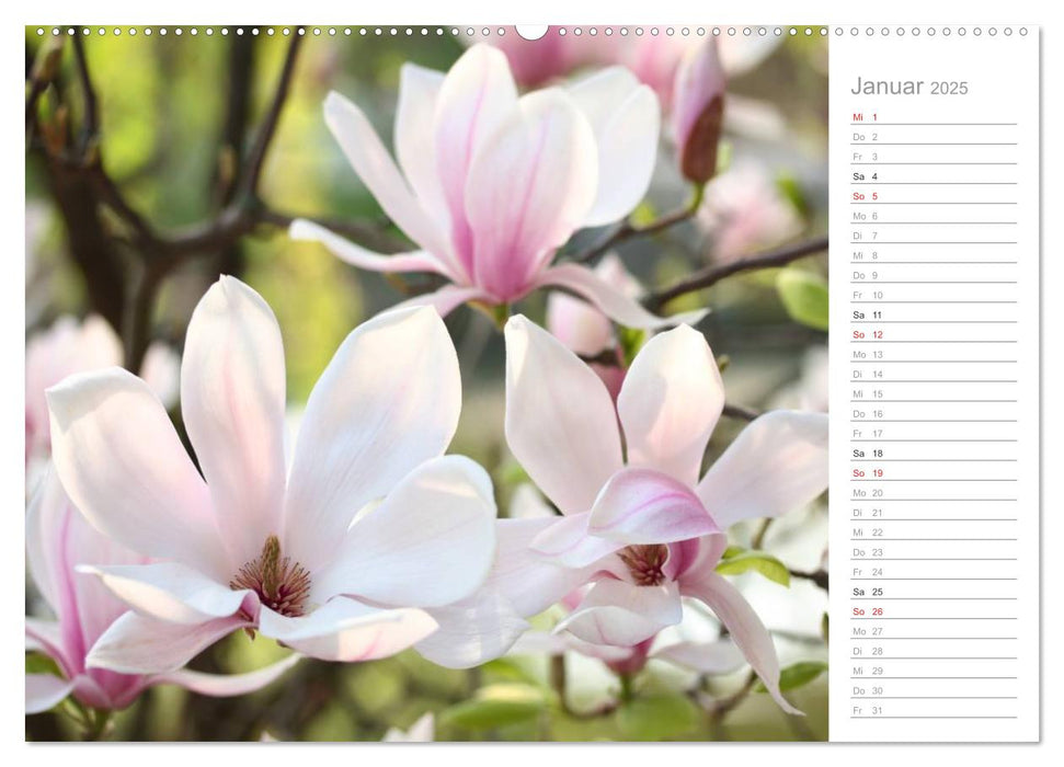 Magnolienblüte (CALVENDO Wandkalender 2025)