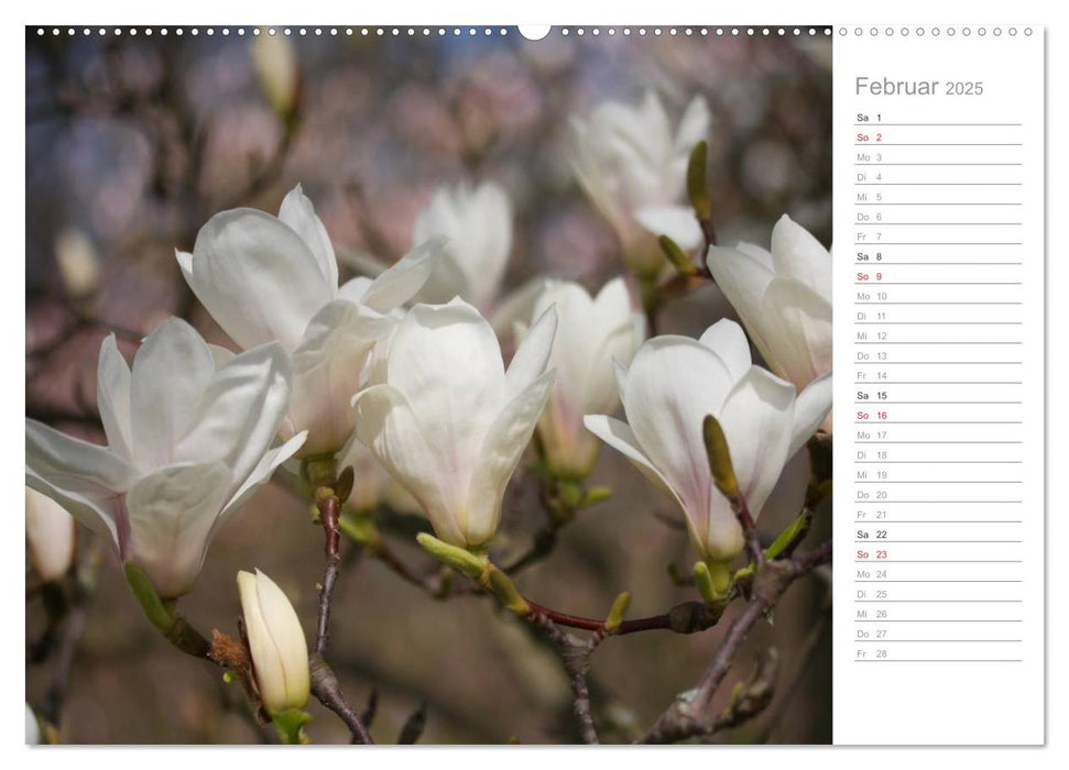 Magnolienblüte (CALVENDO Wandkalender 2025)