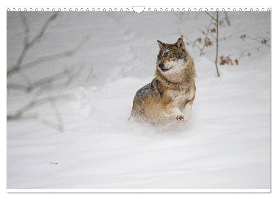 Wolf, Luchs und Co. - Tierbilder aus dem Bayerischen Wald (CALVENDO Wandkalender 2025)