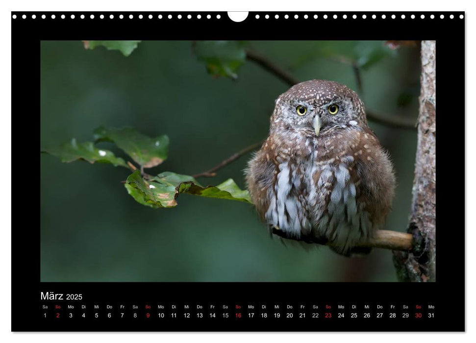 Wolf, Luchs und Co. - Tierbilder aus dem Bayerischen Wald (CALVENDO Wandkalender 2025)