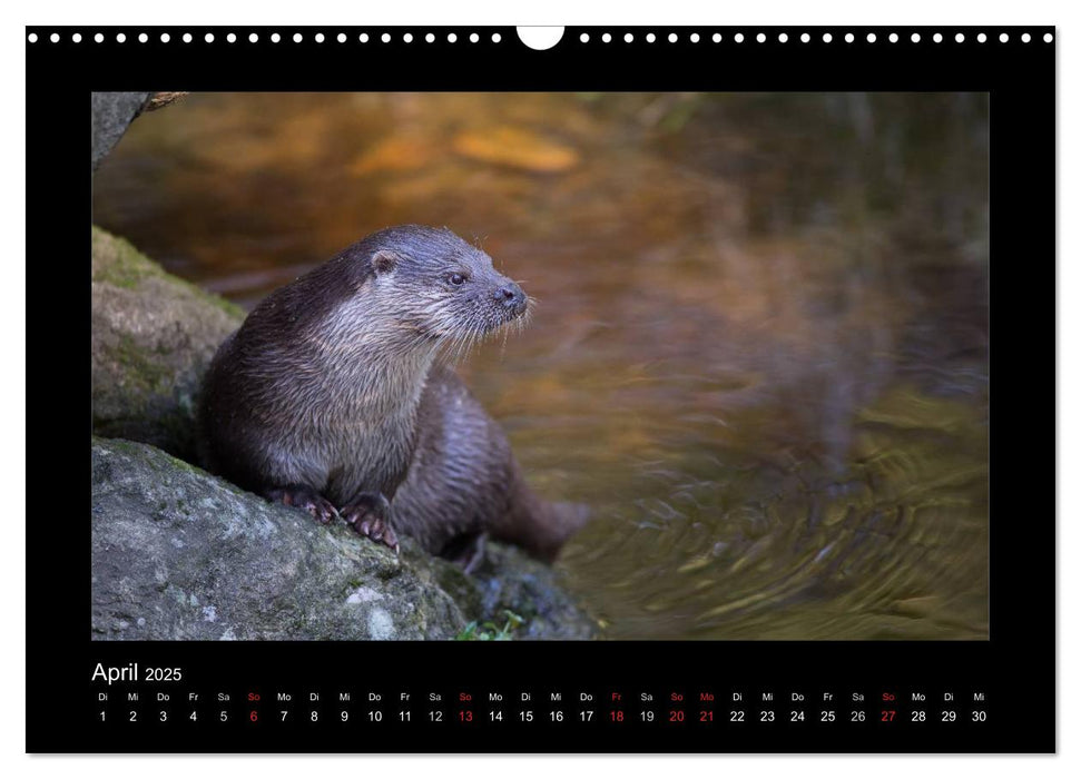 Wolf, Luchs und Co. - Tierbilder aus dem Bayerischen Wald (CALVENDO Wandkalender 2025)