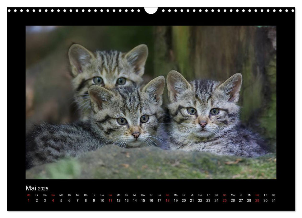 Wolf, Luchs und Co. - Tierbilder aus dem Bayerischen Wald (CALVENDO Wandkalender 2025)