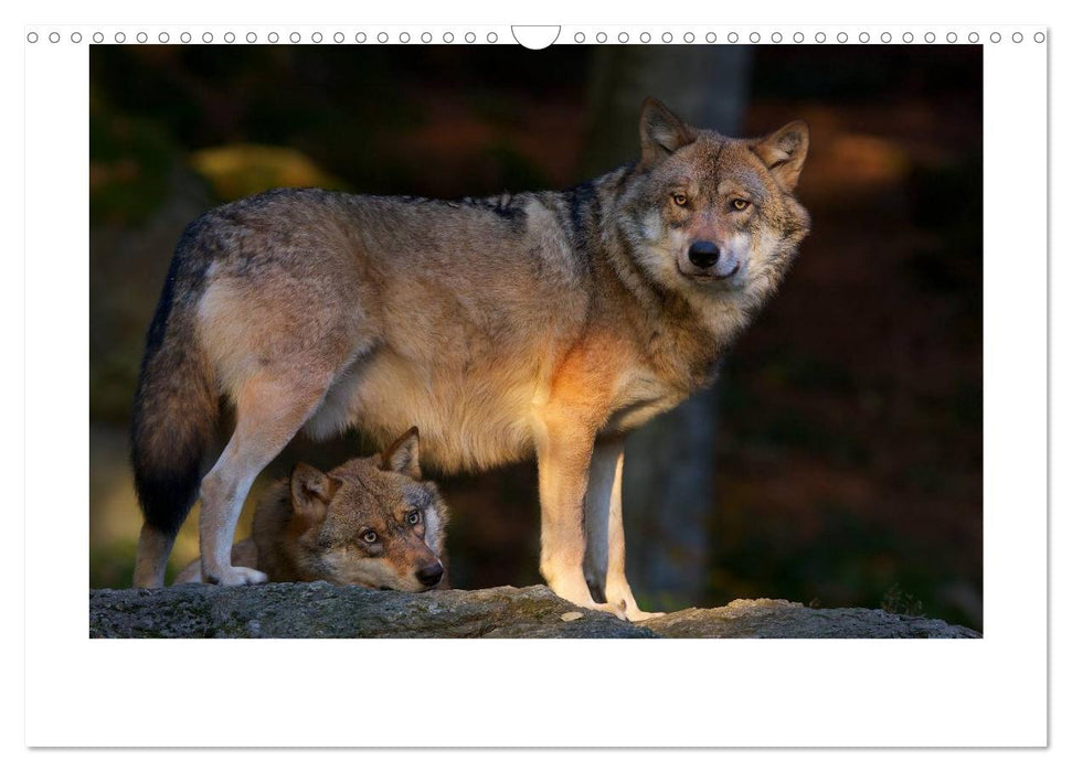 Wolf, Luchs und Co. - Tierbilder aus dem Bayerischen Wald (CALVENDO Wandkalender 2025)