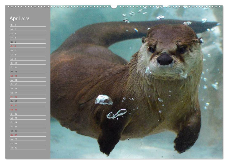 Otter. Frech, laut und clever (CALVENDO Premium Wandkalender 2025)