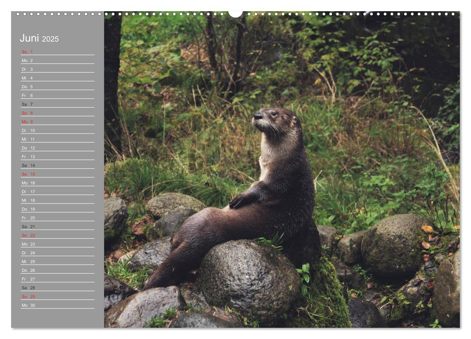 Otter. Frech, laut und clever (CALVENDO Premium Wandkalender 2025)