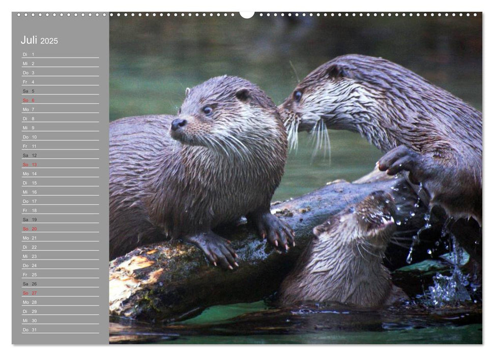 Otter. Frech, laut und clever (CALVENDO Premium Wandkalender 2025)