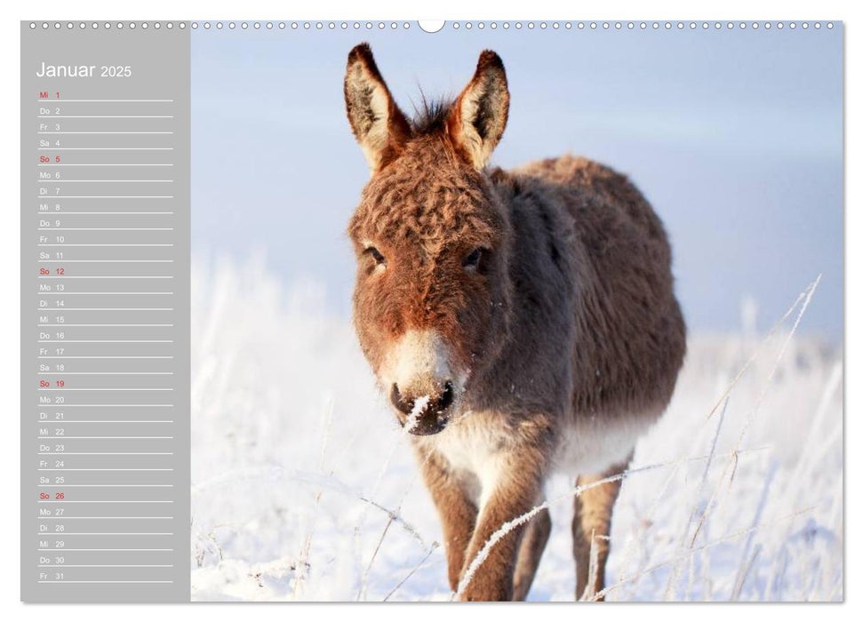 Kleiner Esel. Boldewyn mit seinen Freunden (CALVENDO Premium Wandkalender 2025)