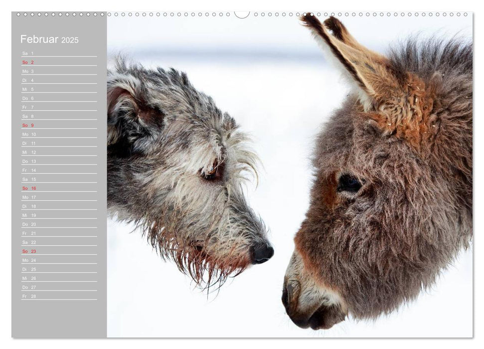 Kleiner Esel. Boldewyn mit seinen Freunden (CALVENDO Premium Wandkalender 2025)