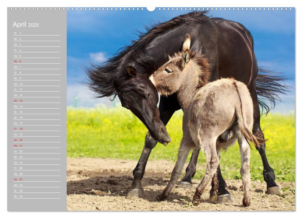 Kleiner Esel. Boldewyn mit seinen Freunden (CALVENDO Premium Wandkalender 2025)