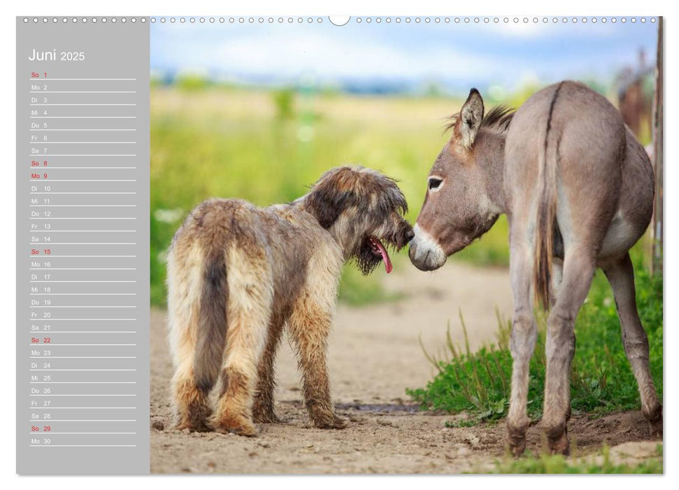 Kleiner Esel. Boldewyn mit seinen Freunden (CALVENDO Premium Wandkalender 2025)