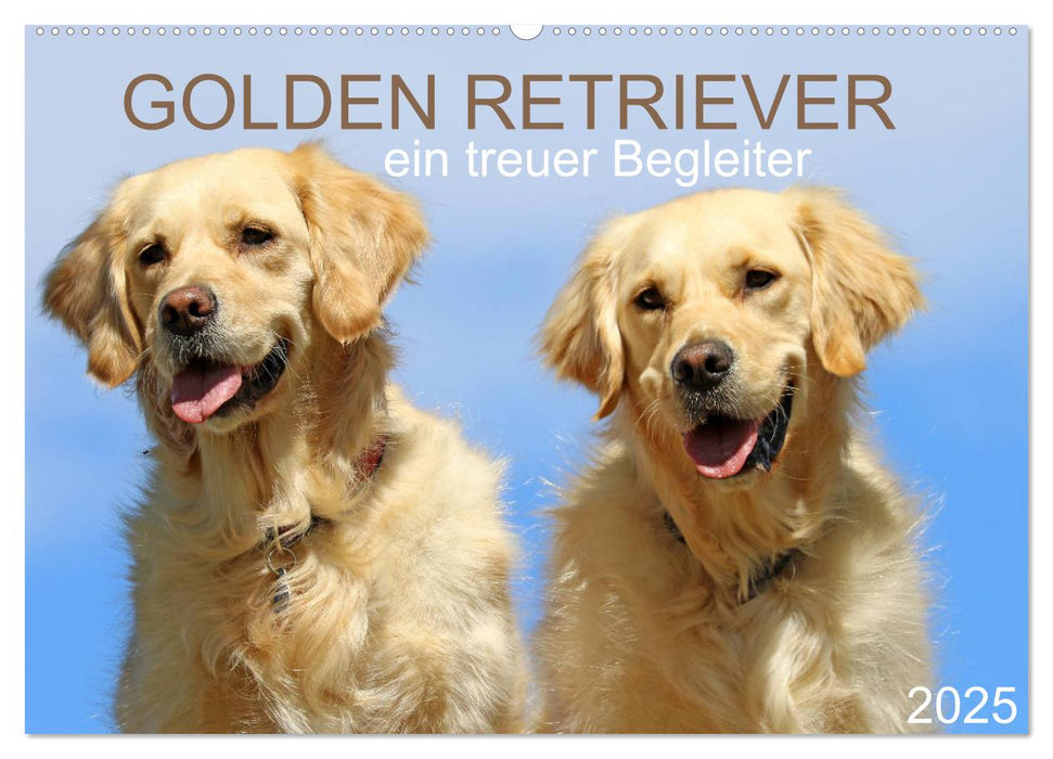 Golden Retriever ein treuer Begleiter (CALVENDO Wandkalender 2025)