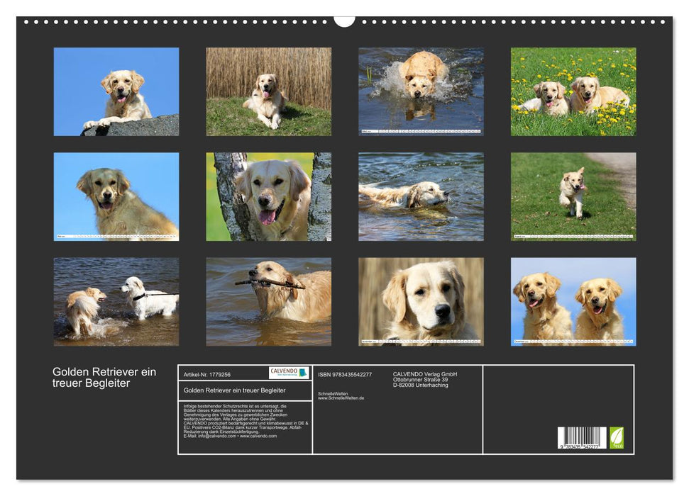 Golden Retriever ein treuer Begleiter (CALVENDO Wandkalender 2025)