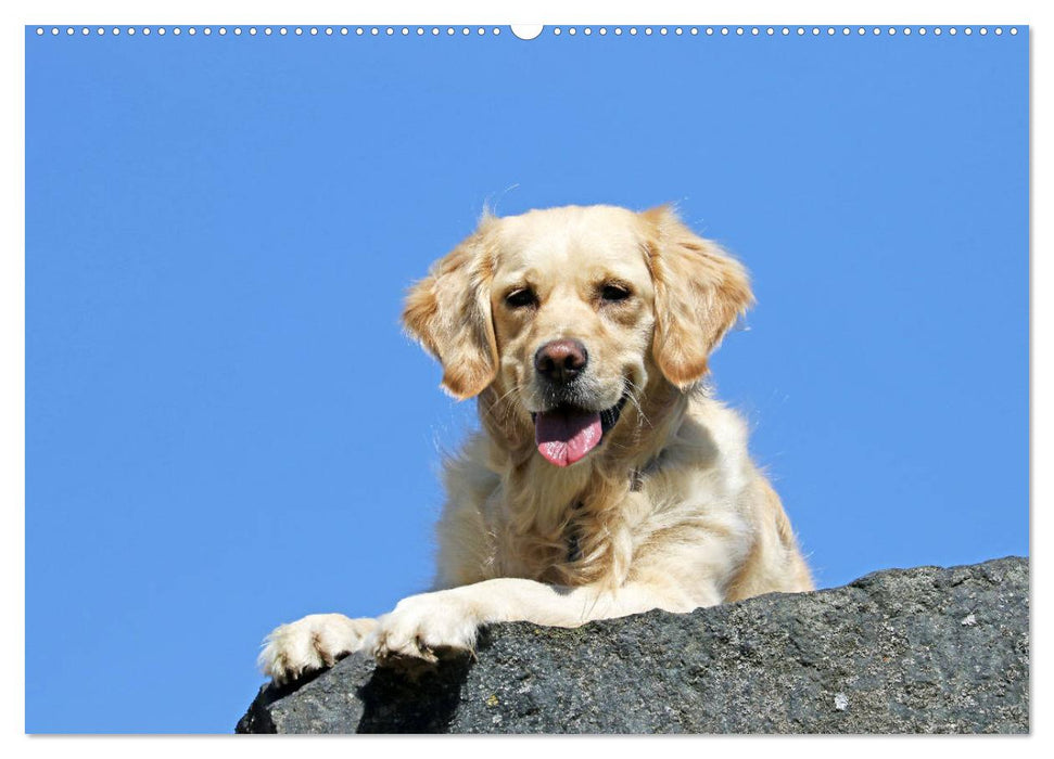 Golden Retriever ein treuer Begleiter (CALVENDO Wandkalender 2025)