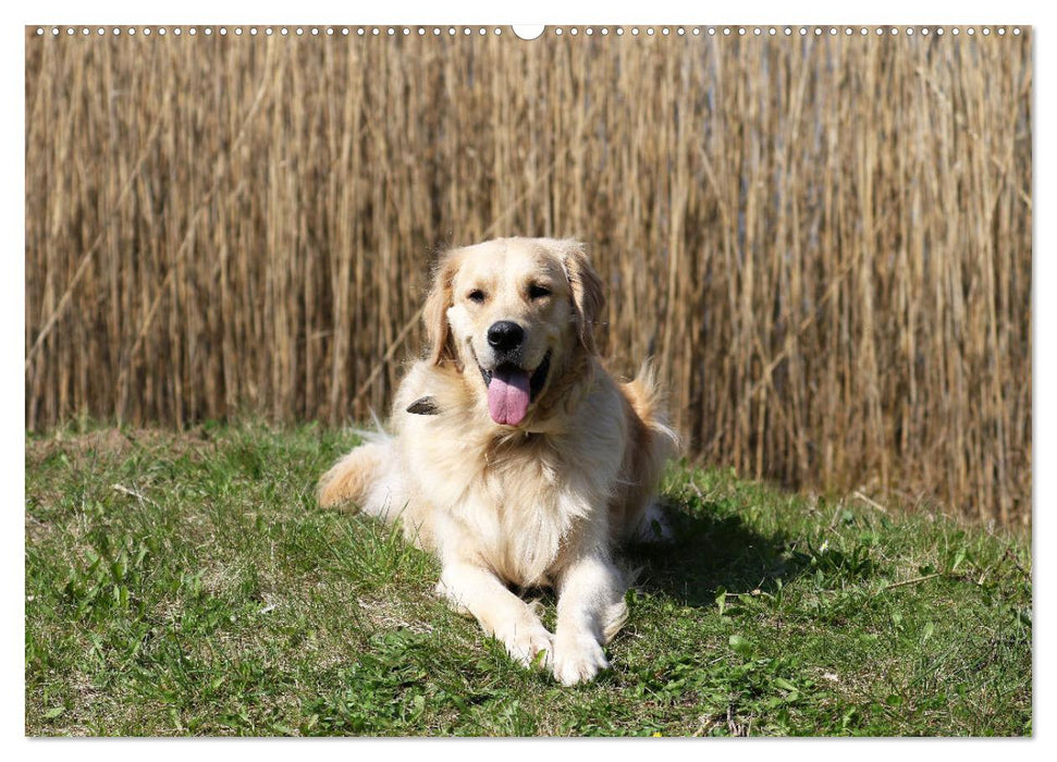 Golden Retriever ein treuer Begleiter (CALVENDO Wandkalender 2025)