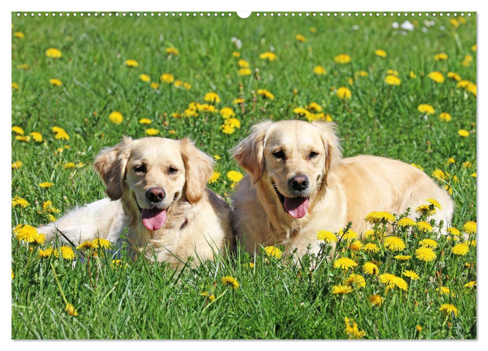 Golden Retriever ein treuer Begleiter (CALVENDO Wandkalender 2025)