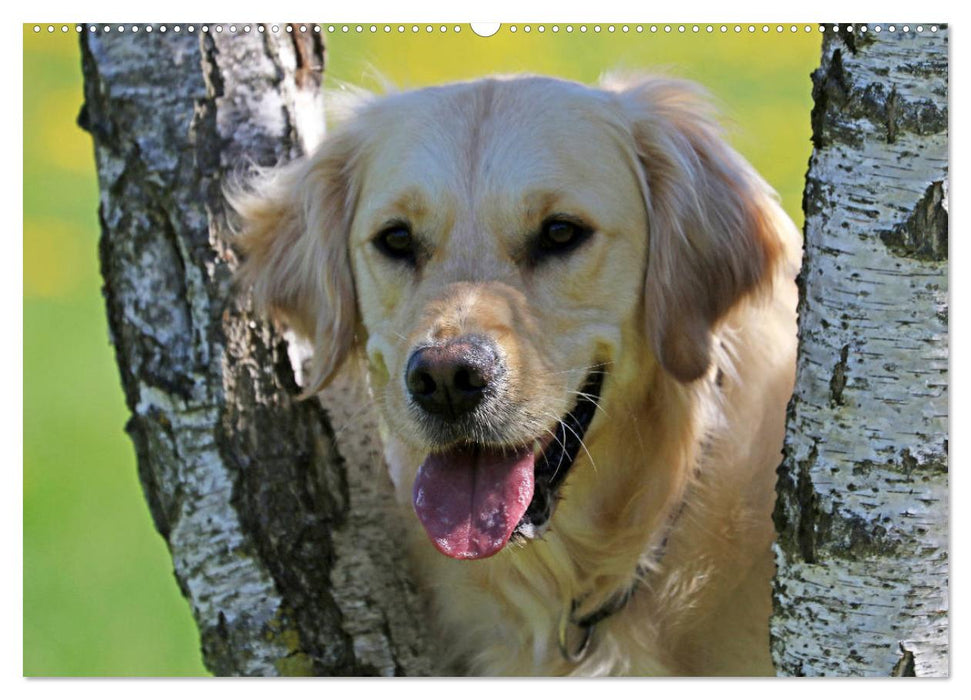 Golden Retriever ein treuer Begleiter (CALVENDO Wandkalender 2025)