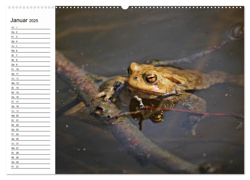 Amphibien und Reptilien (CALVENDO Wandkalender 2025)