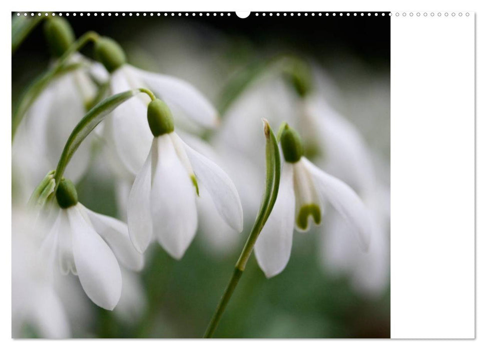 Liebenswerte Glöckchen (CALVENDO Wandkalender 2025)