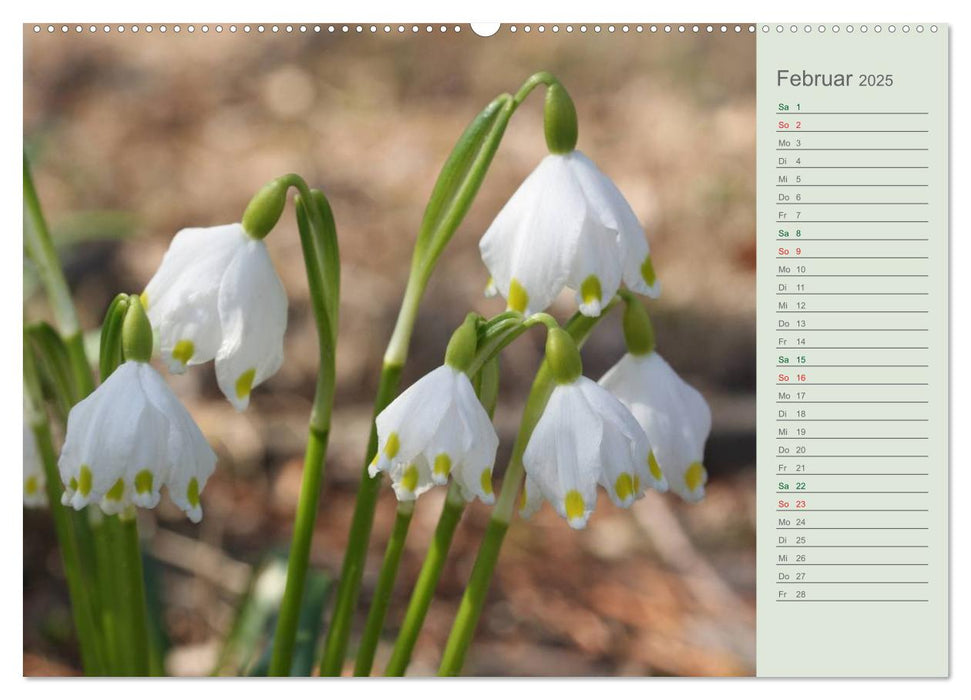 Liebenswerte Glöckchen (CALVENDO Wandkalender 2025)