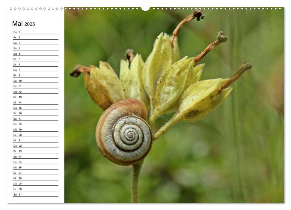 Der Schneckenkalender (CALVENDO Wandkalender 2025)