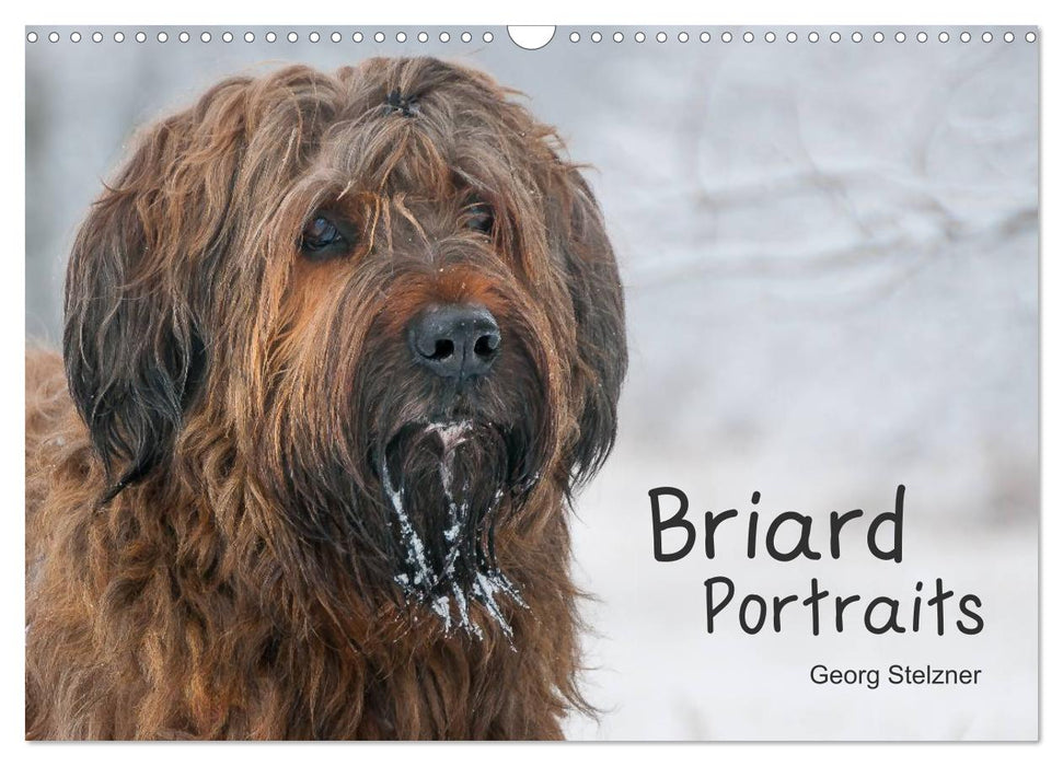 Briard Portraits (CALVENDO Wandkalender 2025)