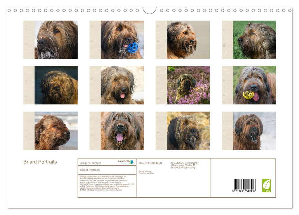 Briard Portraits (CALVENDO Wandkalender 2025)