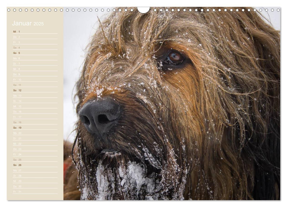 Briard Portraits (CALVENDO Wandkalender 2025)