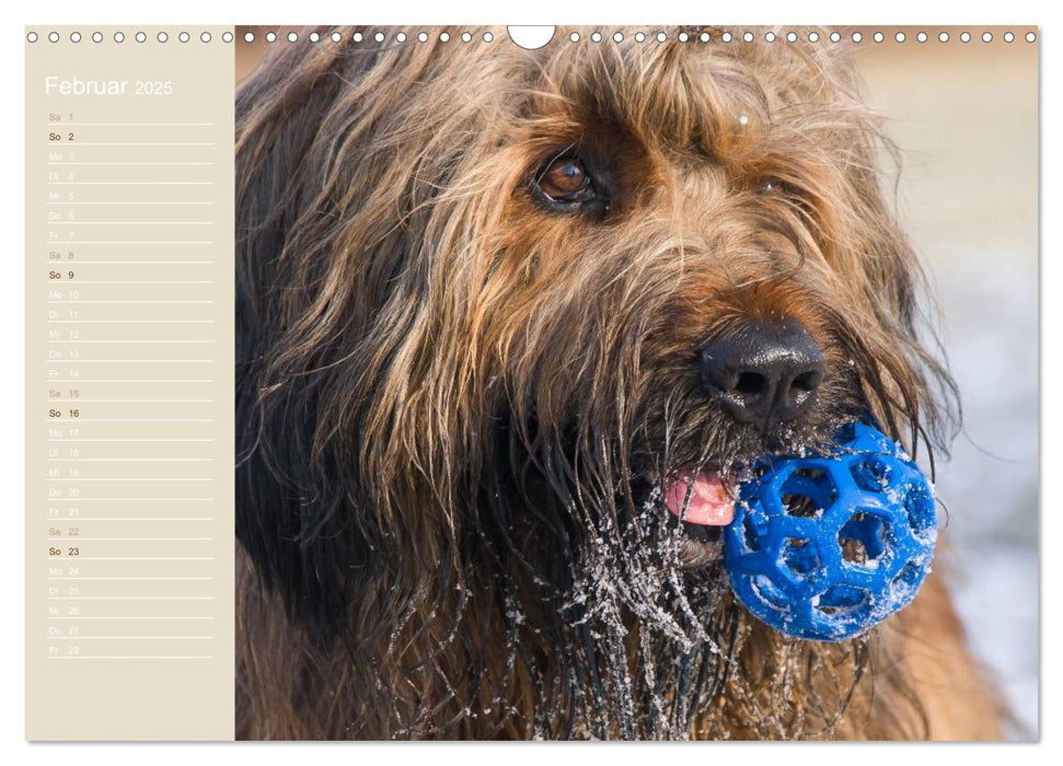 Briard Portraits (CALVENDO Wandkalender 2025)