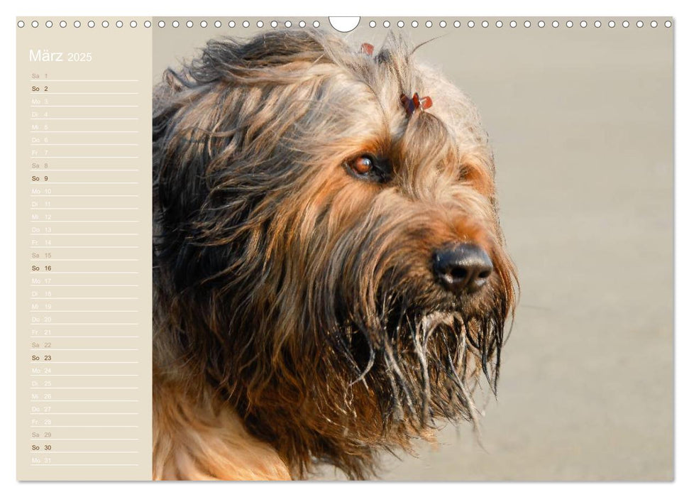 Briard Portraits (CALVENDO Wandkalender 2025)