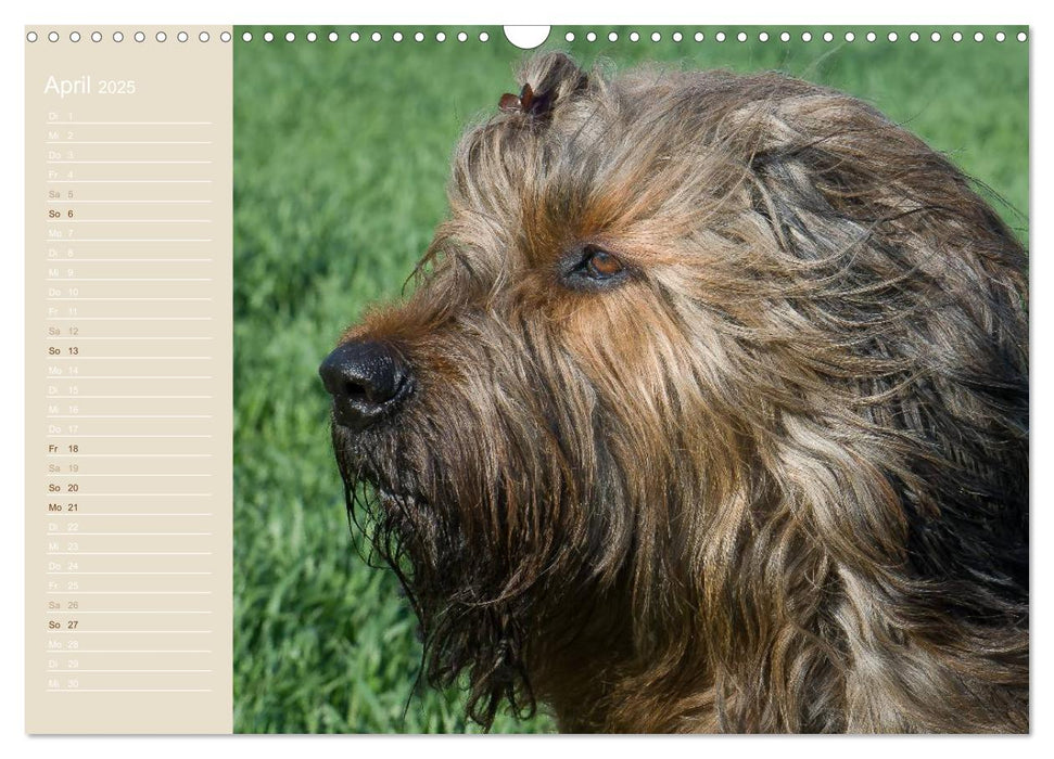 Briard Portraits (CALVENDO Wandkalender 2025)