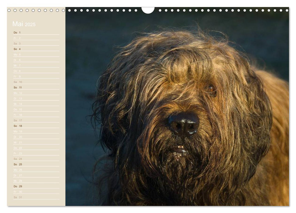 Briard Portraits (CALVENDO Wandkalender 2025)