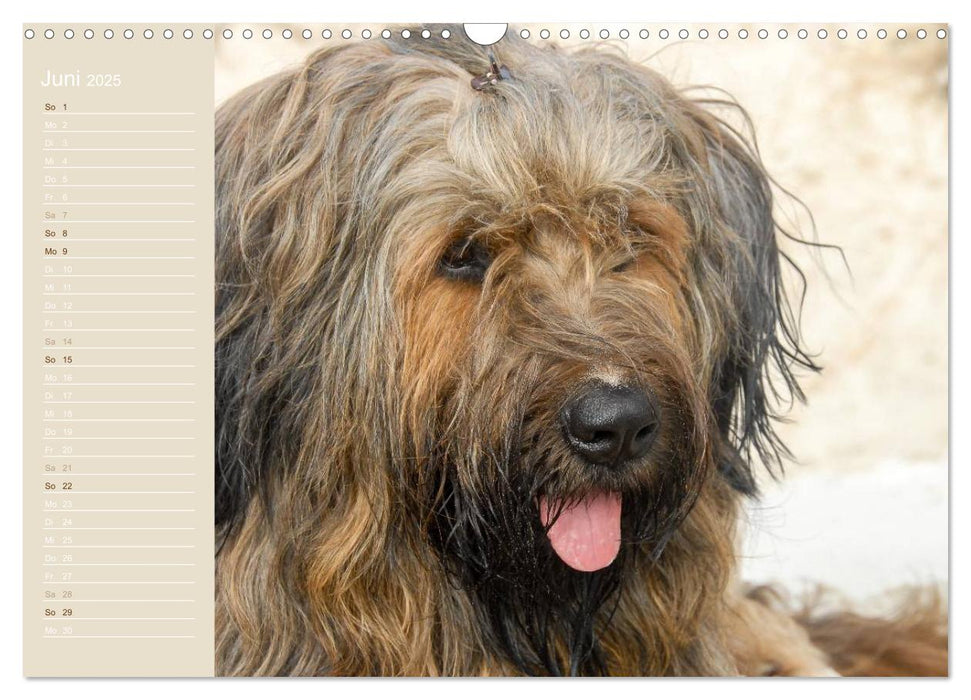 Briard Portraits (CALVENDO Wandkalender 2025)