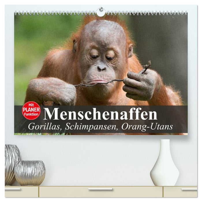 Menschenaffen. Gorillas, Schimpansen, Orang-Utans (CALVENDO Premium Wandkalender 2025)