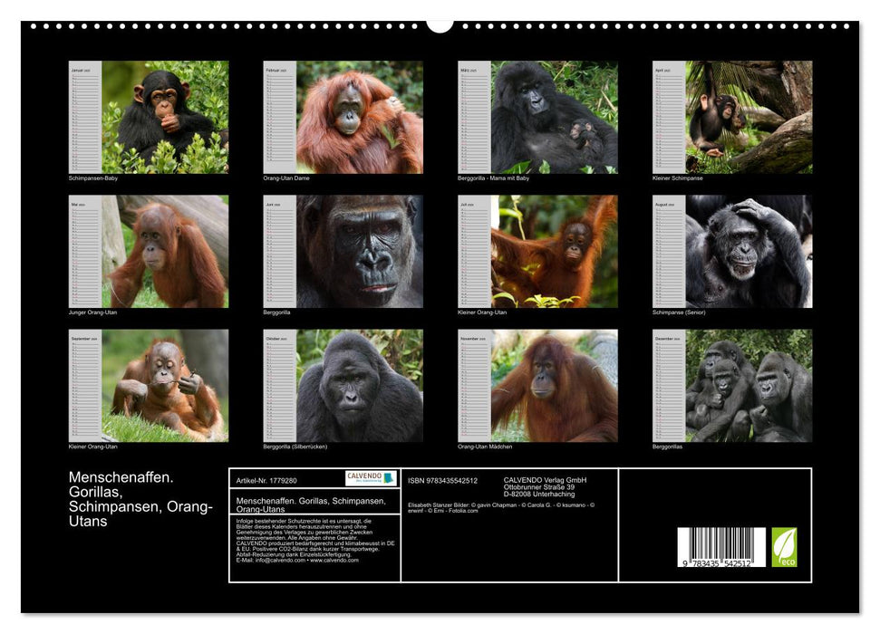 Menschenaffen. Gorillas, Schimpansen, Orang-Utans (CALVENDO Premium Wandkalender 2025)