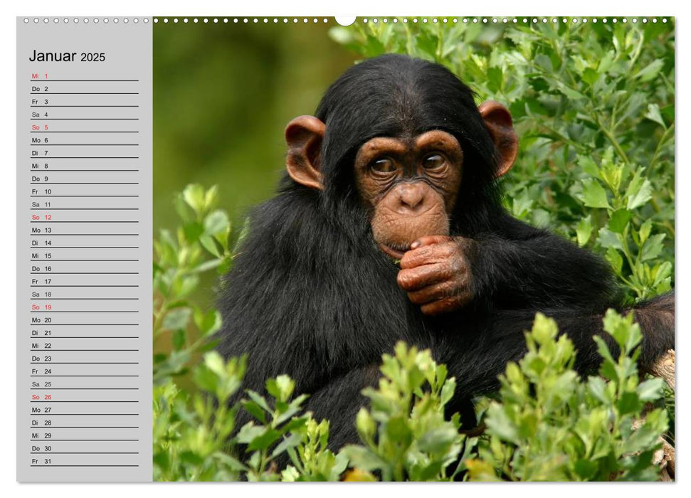 Menschenaffen. Gorillas, Schimpansen, Orang-Utans (CALVENDO Premium Wandkalender 2025)