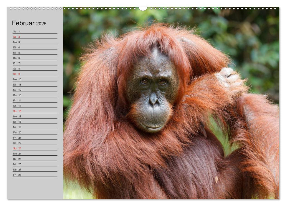 Menschenaffen. Gorillas, Schimpansen, Orang-Utans (CALVENDO Premium Wandkalender 2025)