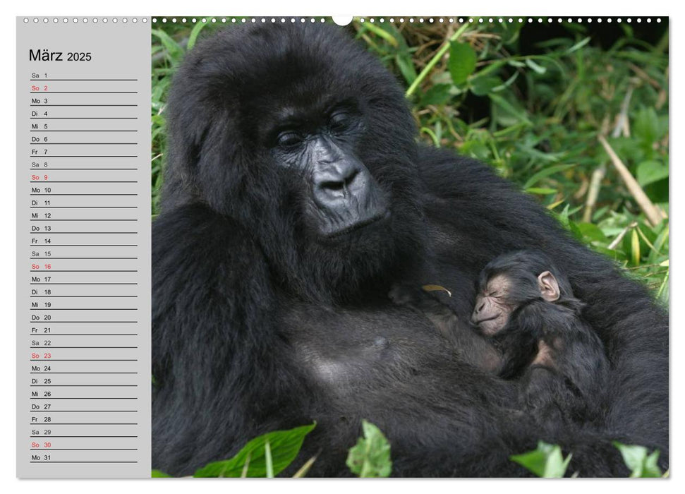 Menschenaffen. Gorillas, Schimpansen, Orang-Utans (CALVENDO Premium Wandkalender 2025)