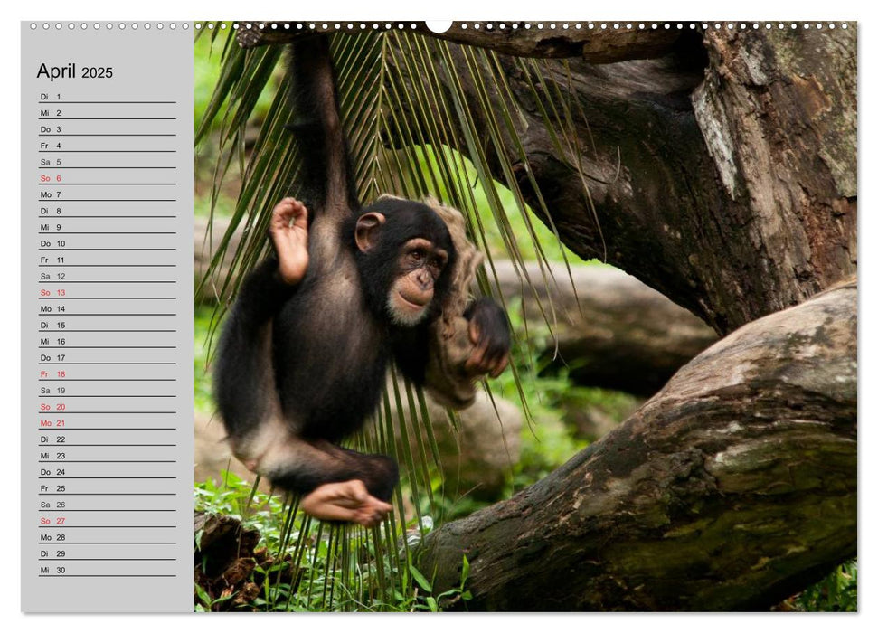 Menschenaffen. Gorillas, Schimpansen, Orang-Utans (CALVENDO Premium Wandkalender 2025)