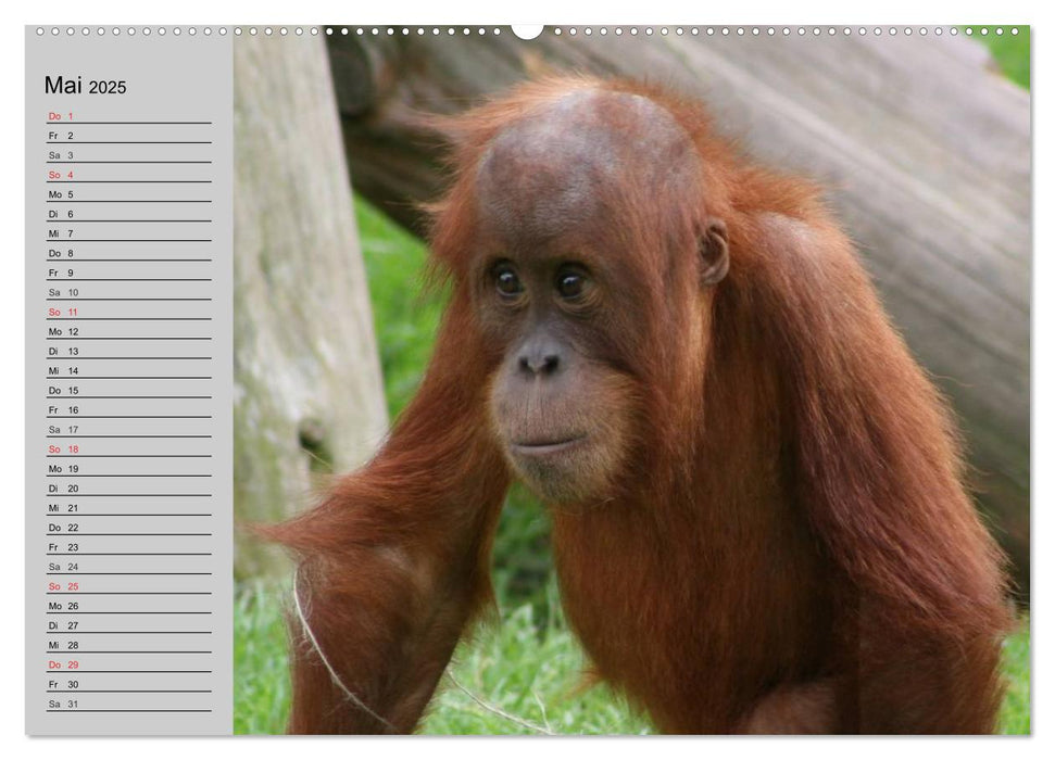 Menschenaffen. Gorillas, Schimpansen, Orang-Utans (CALVENDO Premium Wandkalender 2025)